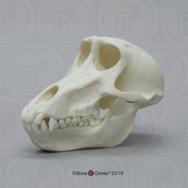 Monkey Skull (Chacma Baboon - female) Cast Replica - Papio ursinus #BC-259