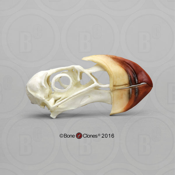 Puffin Skull (Horned Puffin) Cast Replica - Fratercula corniculata #BC-162