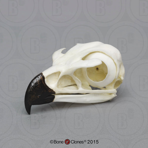 Eagle Skull (Golden Eagle) Cast Replica - Aquila chrysaetos #BC-073