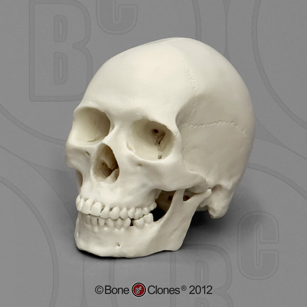 1/2 scale Set of 7 Primate Model Skulls #KAM-SET-7