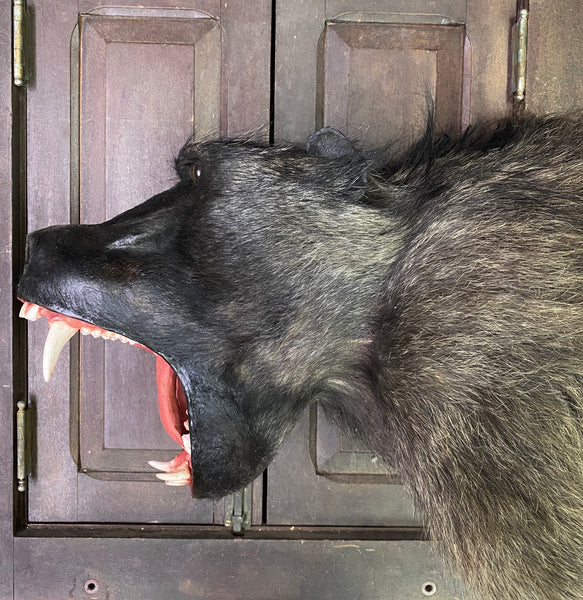 Chacma Baboon Taxidermy - Papio ursinus