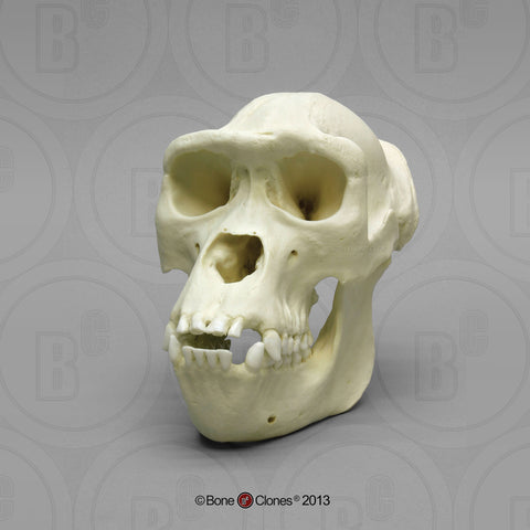 Gorilla Skull (Western Lowland - female) Cast Replica - Gorilla gorilla #BC-035