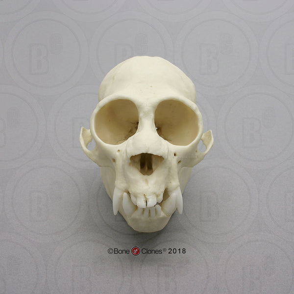 Monkey Skull (Saki Monkey) Cast Replica - Pithecia pithecia #BC-304
