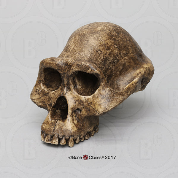 Australopithecus afarensis economy Model Skull #BH-001-EC