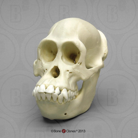 Orangutan Skull (Bornean - female) Cast Replica - Pongo pygmaeus #BC-255