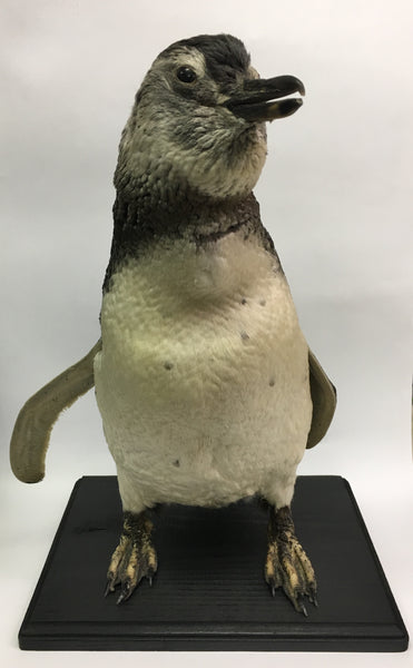 Magellanic Penguin Taxidermy - Spheniscus magellanicus