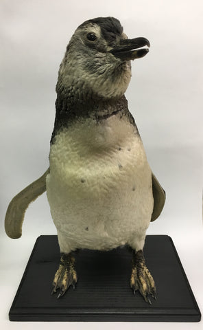 Magellanic Penguin Taxidermy - Spheniscus magellanicus