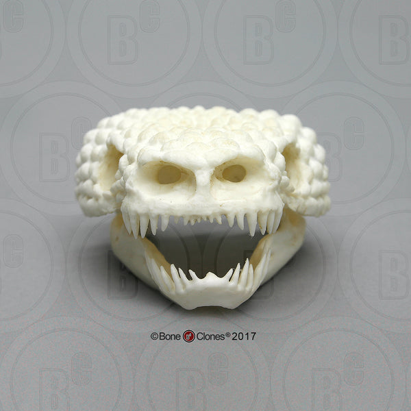 Lizard Skull (Gila Monster) Cast Replica - Heloderma suspectum #BC-006