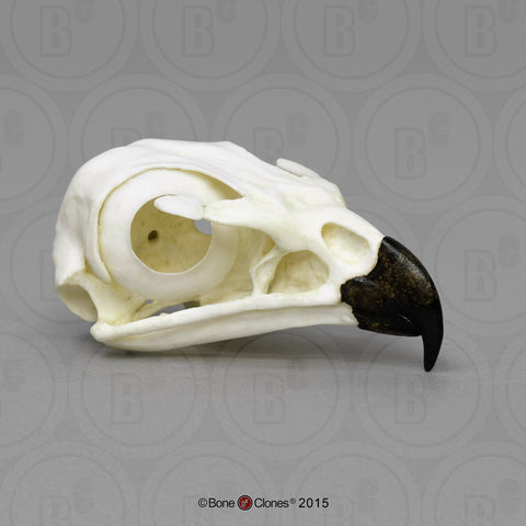 Hawk Skull (Red-tailed Hawk) Cast Replica - Buteo jamaicensis #BC-078