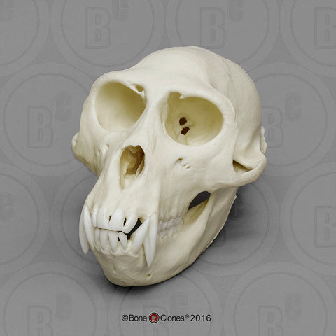 Monkey Skull (Rhesus macaque - male) Cast Replica - Macaca mulatta #BC-137