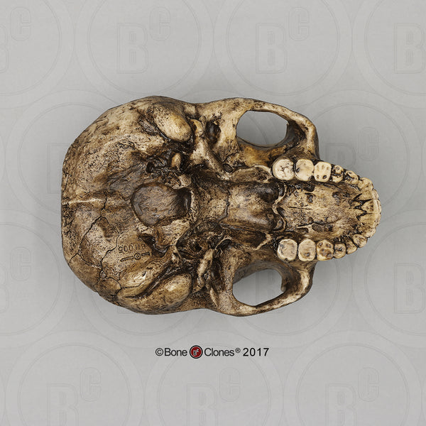 Homo erectus economy Cast Replica Skull #BH-005-EC