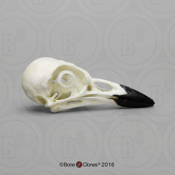 Blue Jay Skull Cast Replica - Cyanocitta cristata #BC-170