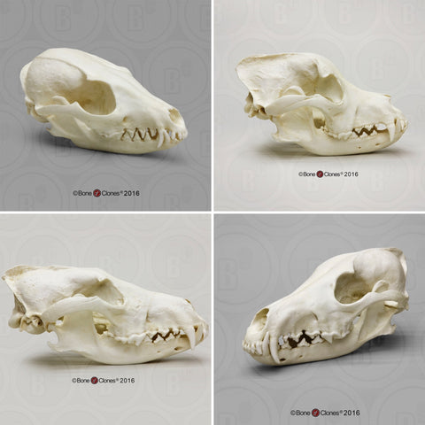 Canid Comparison Economy Skull Set Cast Replicas - #COMP-140