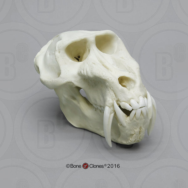 Monkey Skull (Mandrill Baboon - male) Cast Replica - Mandrillus sphinx #BC-010