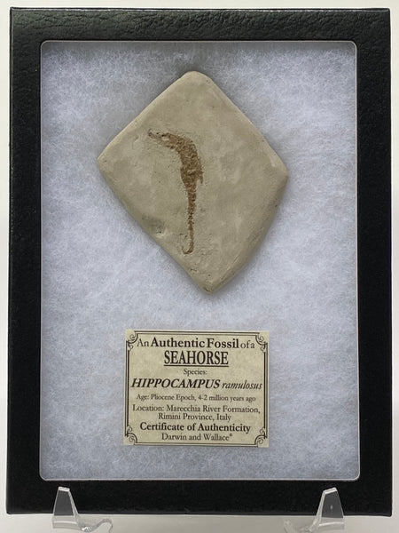 Seahorse Fossil 3&3/4”L - Hippocampus ramulosus
