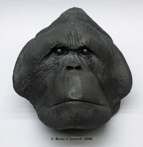Orangutan Head (Sumatran - male) Life Cast Replica - Pongo abelii #LC-26