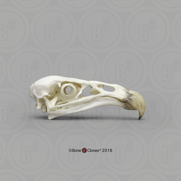 Condor Skull (California Condor) Cast Replica - Gymnogyps califonianus #BC-077