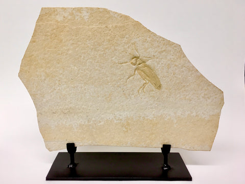 Grasshopper Fossil 12&3/4" - Pycnophlebia robusta