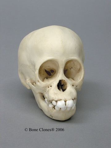 Orangutan Skull (Bornean - infant) Cast Replica - Pongo pygmaeus #BC-208