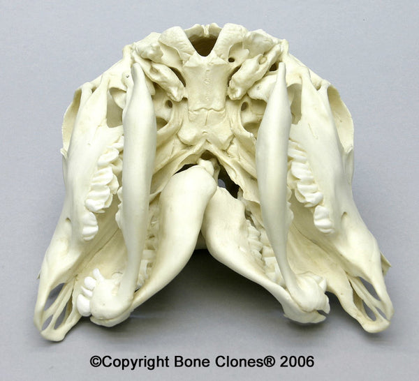 Two-faced Calf Skull (Craniofacial duplication) Cast Replica - Bos taurus #BC-246