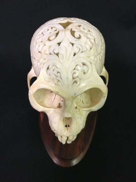 Hand-Carved Monkey Skull - Macaca fascicularis