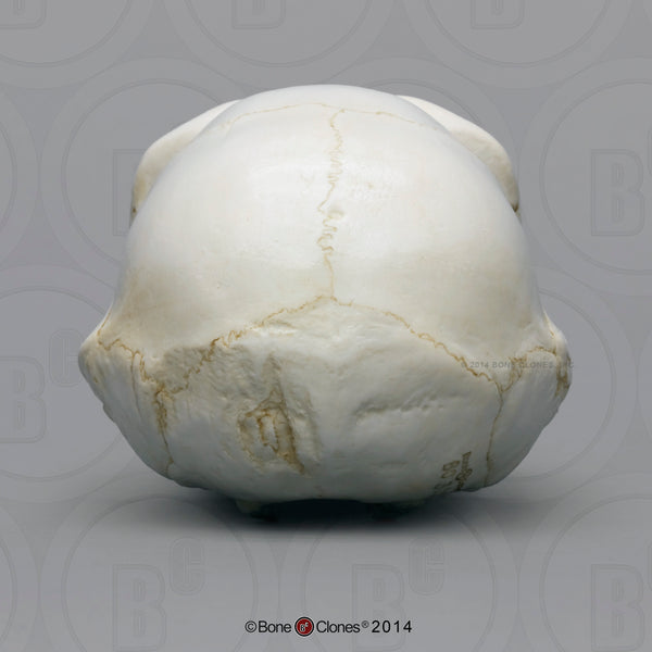 Chimpanzee Skull (juvenile) Cast Replica - Pan troglodytes #BC-325