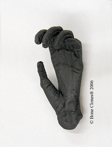 Gibbon (White-handed) Hand Life Cast Replica - Hylobates lar #LC-13