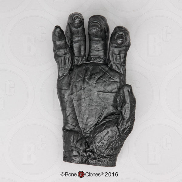 Bonobo Hand Life Cast Replica - Pan paniscus #LC-28