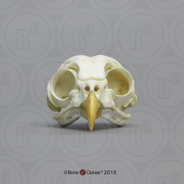Owl Skull (Barred Owl) Cast Replica - Strix varia #BC-154
