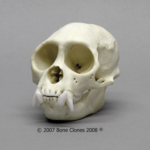 Monkey Skull (Weeping Capuchin - male) Cast Replica - Cebus olivaceus #BC-263
