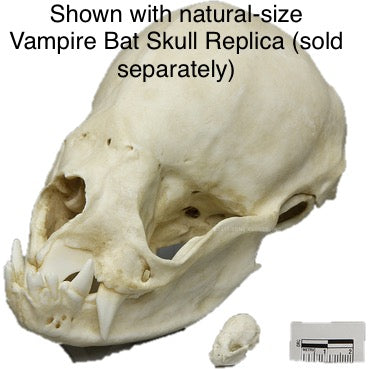 Bat Skull (Vampire Bat) XL 8:1 Scale Cast Replica - Desmodus rotundus #TSBC-333