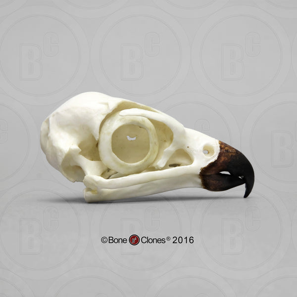 Falcon Skull (Peregrine Falcon) Cast Replica - Falco peregrinus #BC-096