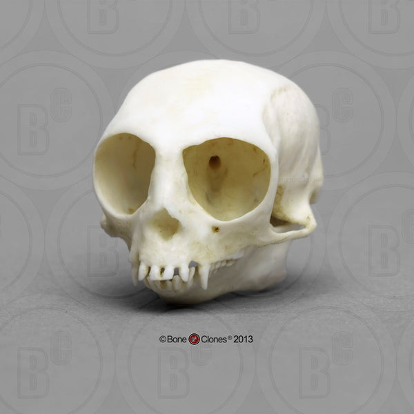 Monkey Skull (Pygmy Marmoset) Cast Replica - Cebuella pygmaea #BC-081