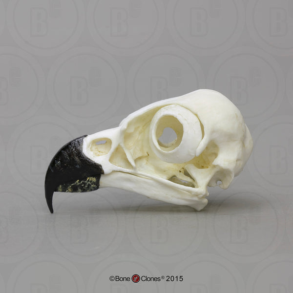 Osprey Skull (Western Osprey) Cast Replica - Pandion haliaetus #BC-166