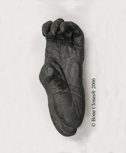 Orangutan left Foot (Bornean - female) Life Cast Replica - Pongo pygmaeus #LC-12