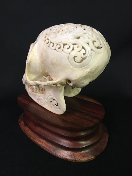 Hand-Carved Monkey Skull - Macaca fascicularis