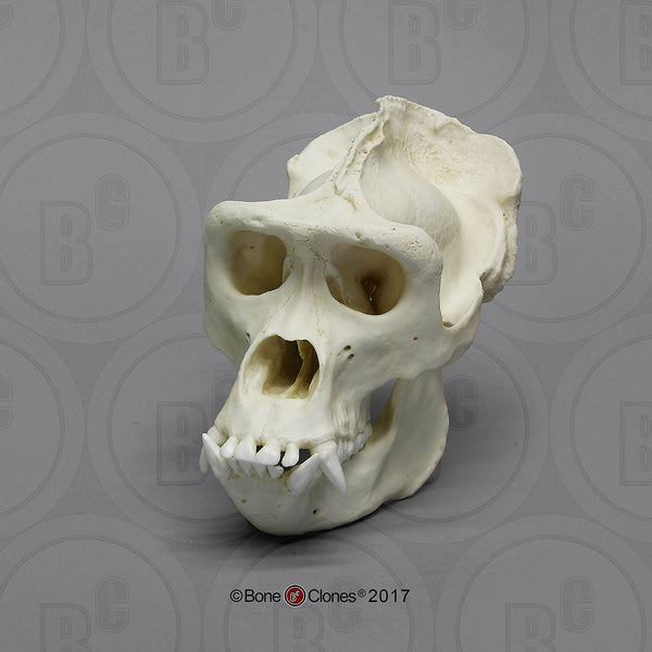 Gorilla Skull (Western Lowland - male) Cast Replica - Gorilla gorilla #BC-001