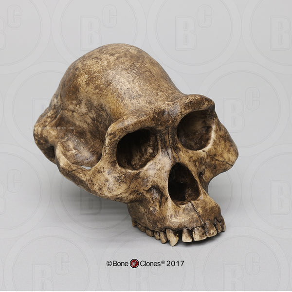 Australopithecus afarensis economy Model Skull #BH-001-EC