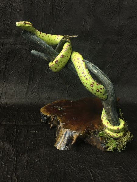 Green Tree Python Taxidermy - Morelia viridis