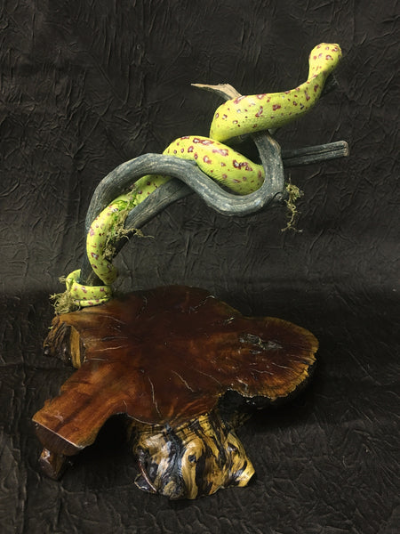 Green Tree Python Taxidermy - Morelia viridis
