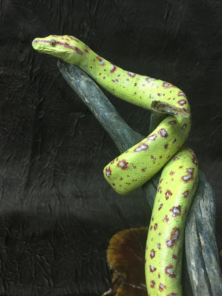Green Tree Python Taxidermy - Morelia viridis