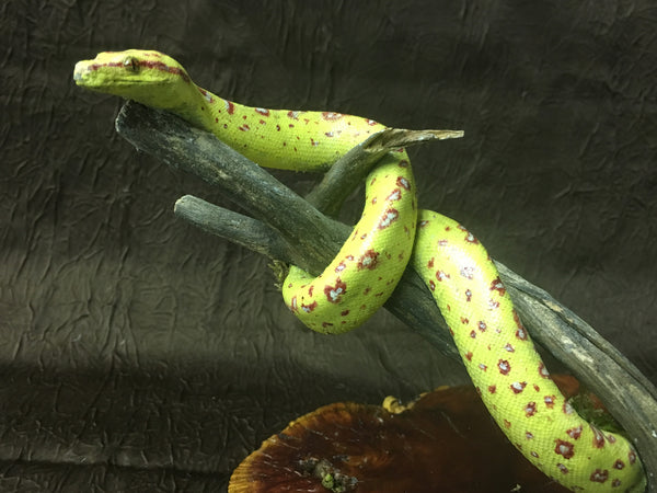 Green Tree Python Taxidermy - Morelia viridis