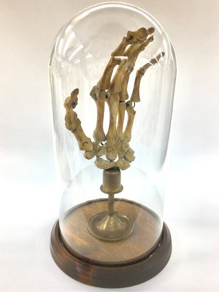 Authentic Human Hand w/ Brass Display & Glass Dome