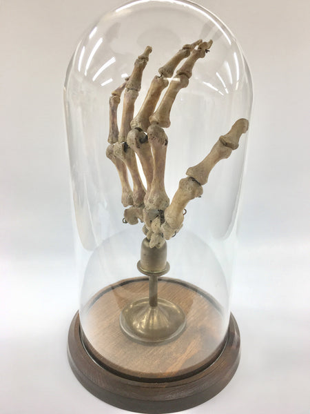 Authentic Human Hand w/ Brass Display & Glass Dome