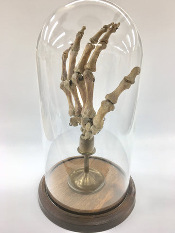 Authentic Human Hand w/ Brass Display & Glass Dome