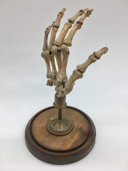 Authentic Human Hand w/ Brass Display & Glass Dome