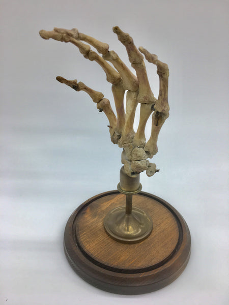 Authentic Human Hand w/ Brass Display & Glass Dome