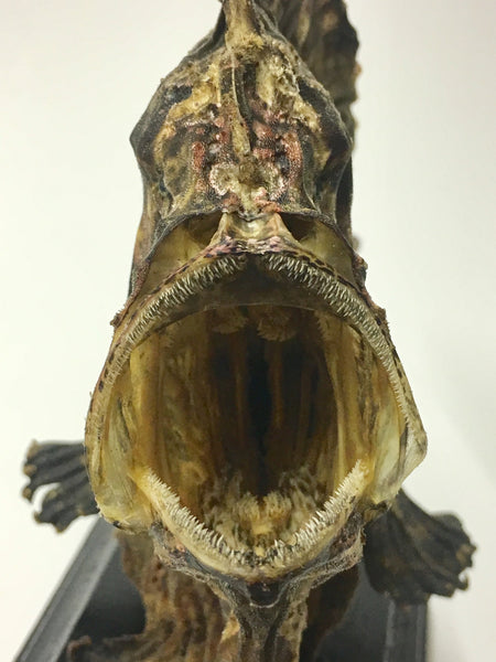 Frogfish - Antennarius sp.