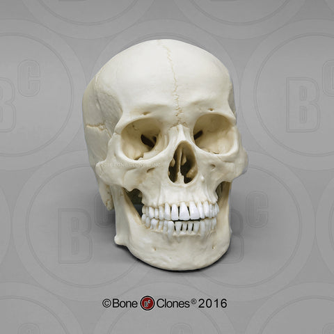 Human Skull (Asian male) Cast Replica - Homo sapiens #BC-016