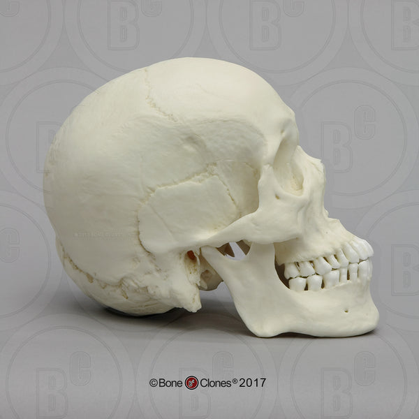 Human Skull (Asian male) Cast Replica - Homo sapiens #BC-016